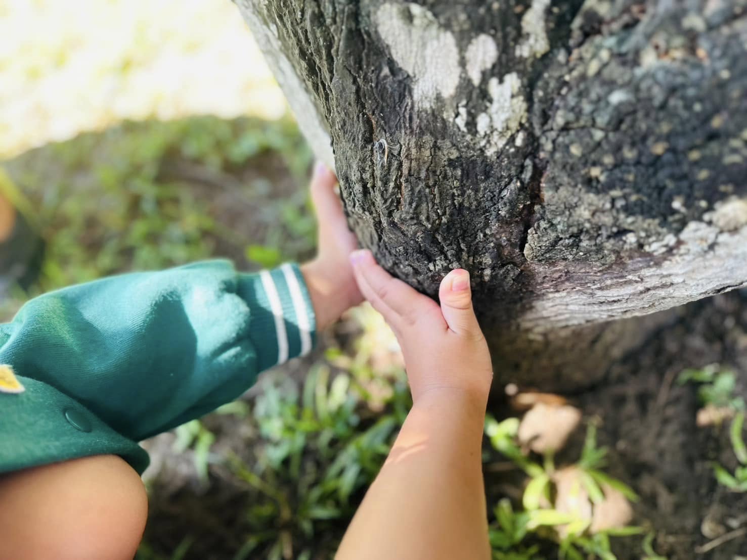 The Trunk of the Tree 🌳( nakhon nayok )